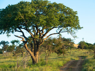 Acacia trees on the african savannah