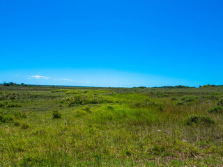 Panoramic view of the grass plain in the Africa nature reserve, Place for text