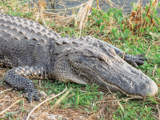American Alligator in Everglades. Big Alligator resting on the ground. A wild American Alligator in Florida. Closeup of the big mouth and teeth. Alligator skin.