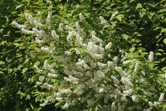 Wei&szlig;e Bl&uuml;ten des Faulbaums, Rhamnus frangula
