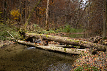 Leśna tama nad strumieniem © Rafal Kot