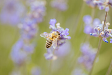 Bee in Lavender in Australia