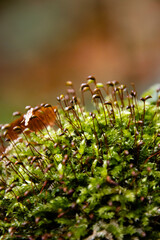 Zielony mech w jesiennym lesie