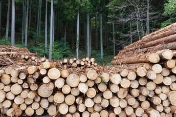 集積された間伐材と間伐された杉林