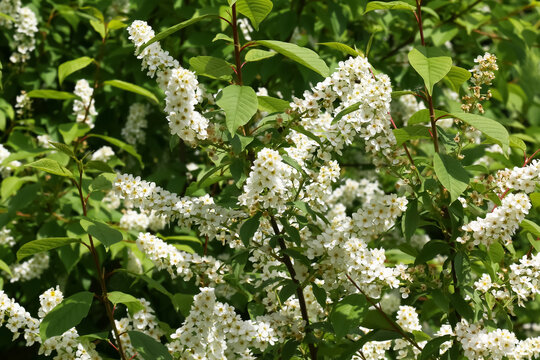 Wei&szlig;e Bl&uuml;ten des Faulbaums, Rhamnus frangula