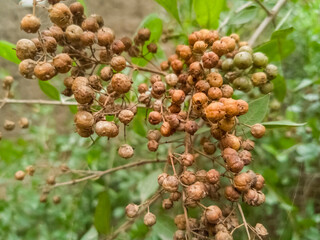 Close up of henna plant 