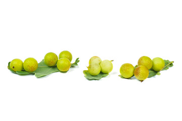 Oak apples or gall on an oak leaves. Parasite on plant.