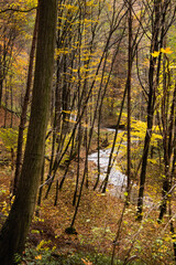 Leśny strumyk w jesiennym lesie. © Rafal Kot