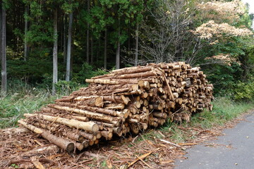 林道脇に集積された間伐材
