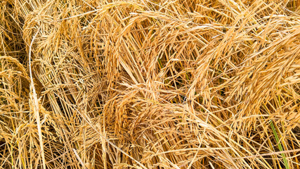 Close up of paddy plants 