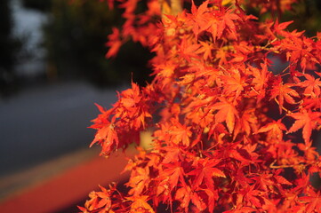 晴れた日の秋のオレンジや黄色のあざやかな紅葉