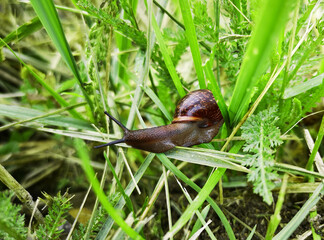 Snail on the grass