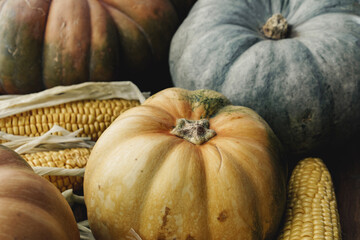 Toned autumn background of pumpkins and corn