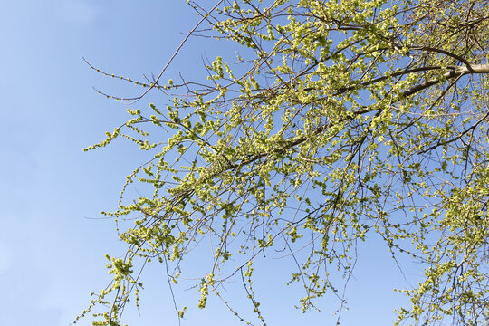 Blüten der Feldulme, Ulmus carpinifolia