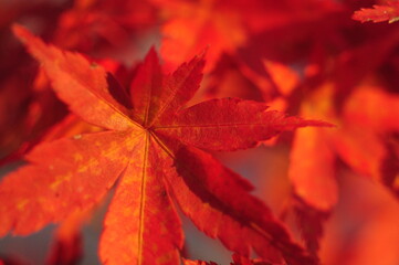 晴れた日の秋のオレンジや黄色のあざやかな紅葉