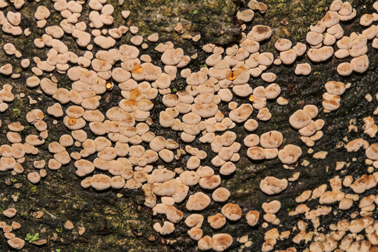 Heideflechte, Icmadophila ericetorum oder Pilz Gelbporiger Spaltporling, Schizopora flavipora