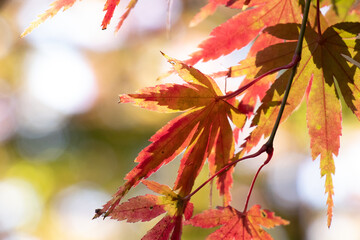 赤い紅葉のクローズアップ