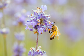 Bee in Lavender in Australia