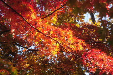 晴れた日の秋のオレンジや黄色のあざやかな紅葉