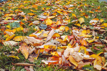 Autumn red, yellow and brown leaves fallen on green grass