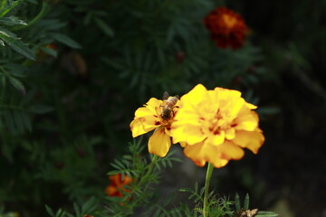 yellow flowers