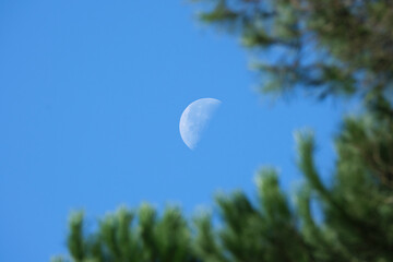 luna diurna tra gli alberi © Dario
