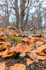 Autumn time in the forest, fly agaric or fly amanita mushroom, nice but toxic