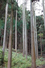 杉林