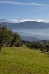 Sierra Nevada and Olive Grove Trees seen from Dehesa del Generalife in Granada, Spain