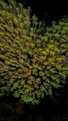 Tree complex shaped as a heart drone top down shot