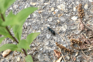 Schwarzblauer Käfer, Kurzflügler, Ocypus ophthalmicus