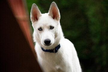 portrait of a white dog