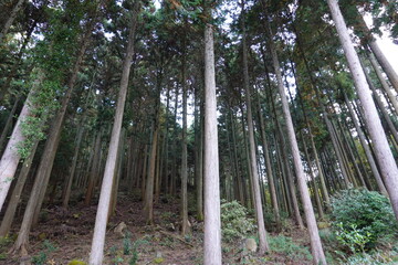 管理されている杉林