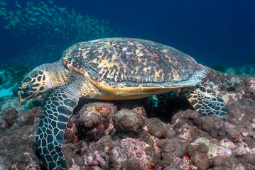 Fototapeta premium Sea turtle (Eretmochelys imbricata) on the top of a maldivian coral reel