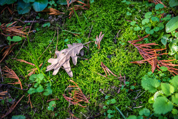 moss on the tree
