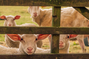 Curious young lambs waiting behind wooden gate