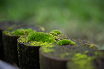 moss on the wood