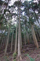 手入れされている杉林