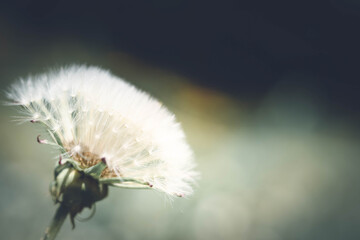 closeup  on dandelion
