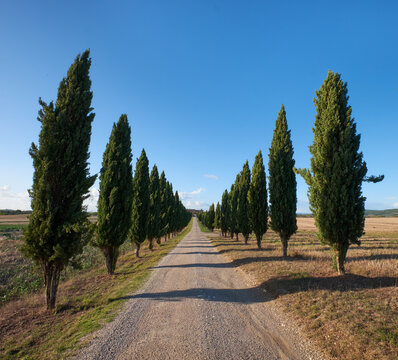 Viale alberato, cipressi