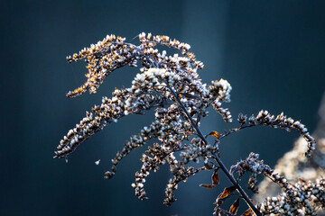Jesienne drobne białe kwiaty na grafitowym tle © Rafal Kot