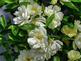 white roses in the garden