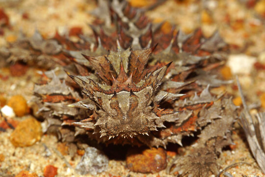 Australian Thorny Devil, Moloch horridus, an ant-eating lizard, natural habitat in Kalbarri, Western Australia, frontal view