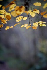 Feuillage automnal forêt nature dramatique - ombragé humide