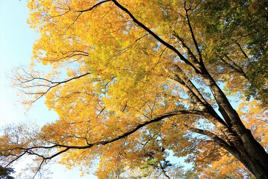 黄色い葉 Photos Royalty Free Images Graphics Vectors Videos Adobe Stock