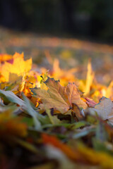autumn leaves on the ground