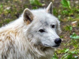 Portrait of arctic wolf