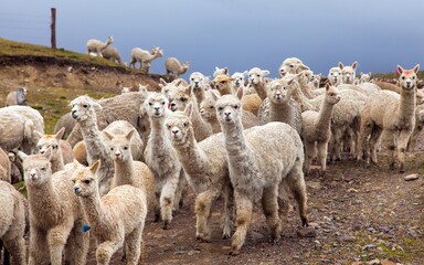 llama or lama, group of lamas on pastureland © Daniel Prudek