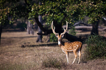 Naklejka na ściany i meble male Axis axis with branched antlers proudly stands in a clearing consecrated by the sun, a sika deer is power and strength