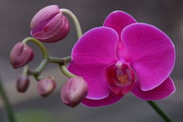 Bunga Anggrek Bulan Ungu , Close up view of beautiful purple phalaenopsis amabilis / moth orchids...